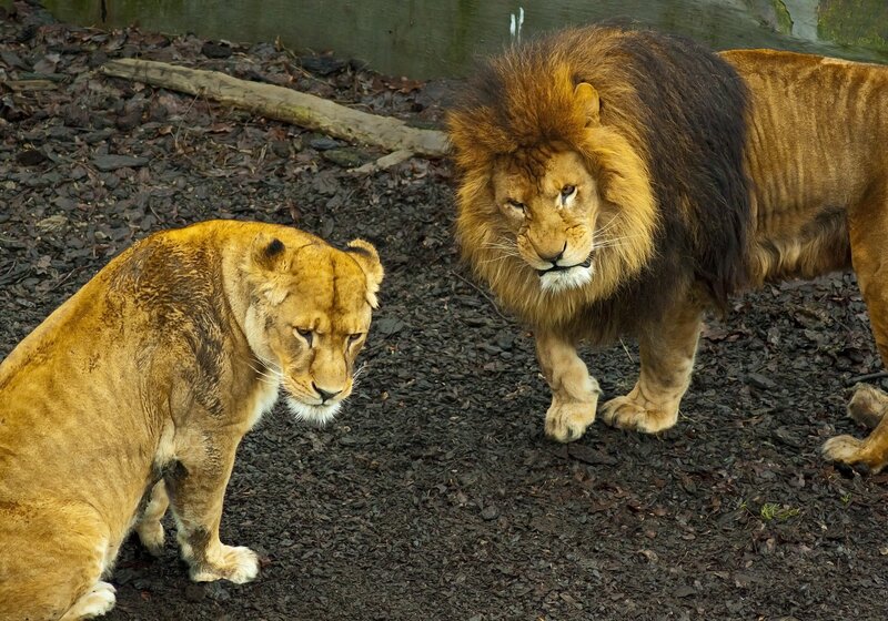 Lion and lioness in enclosure