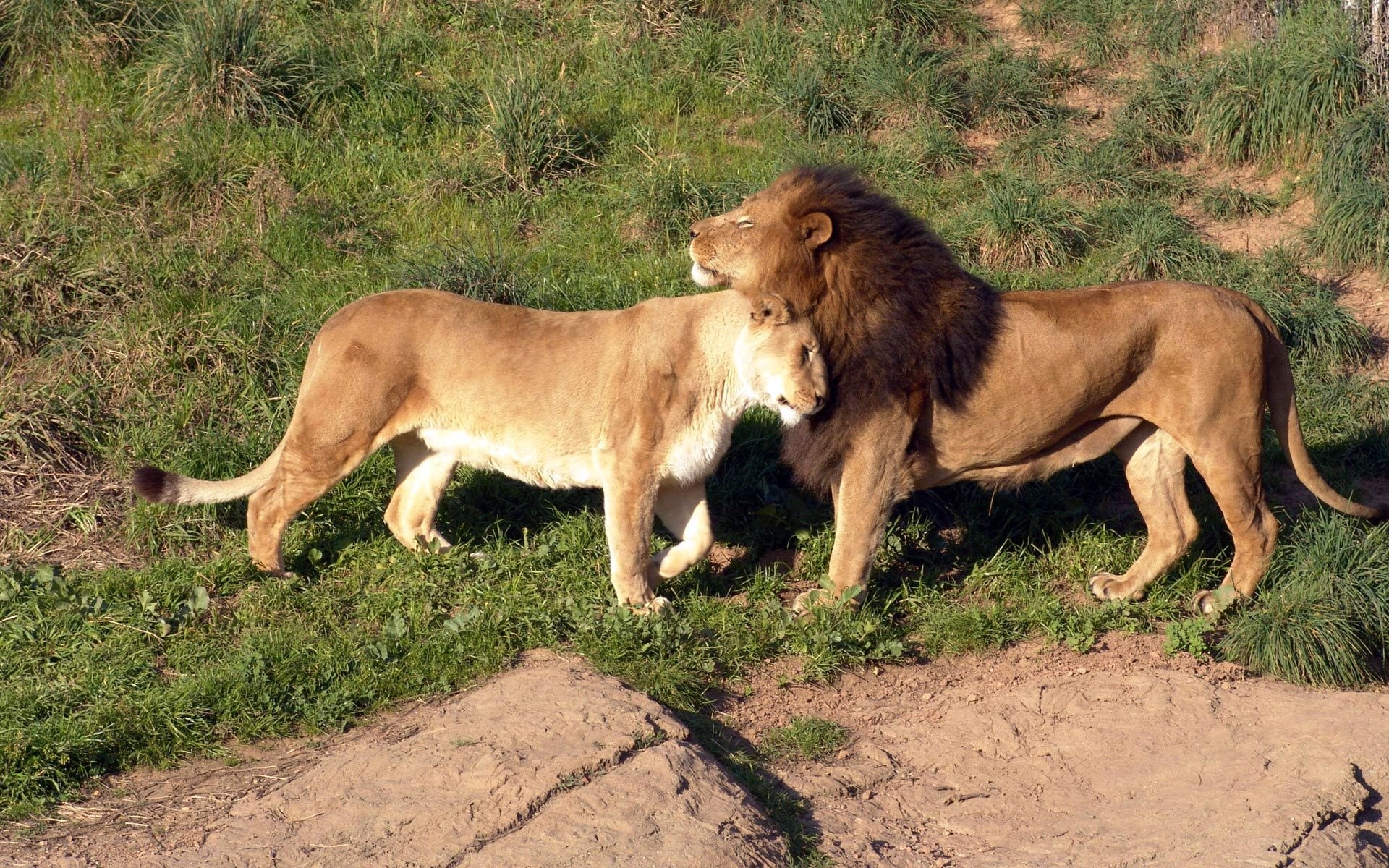 Lion and lioness in grass