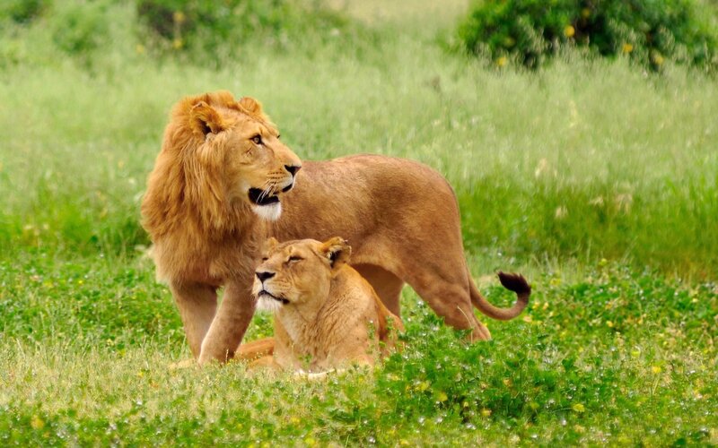 Lion and lioness in grass