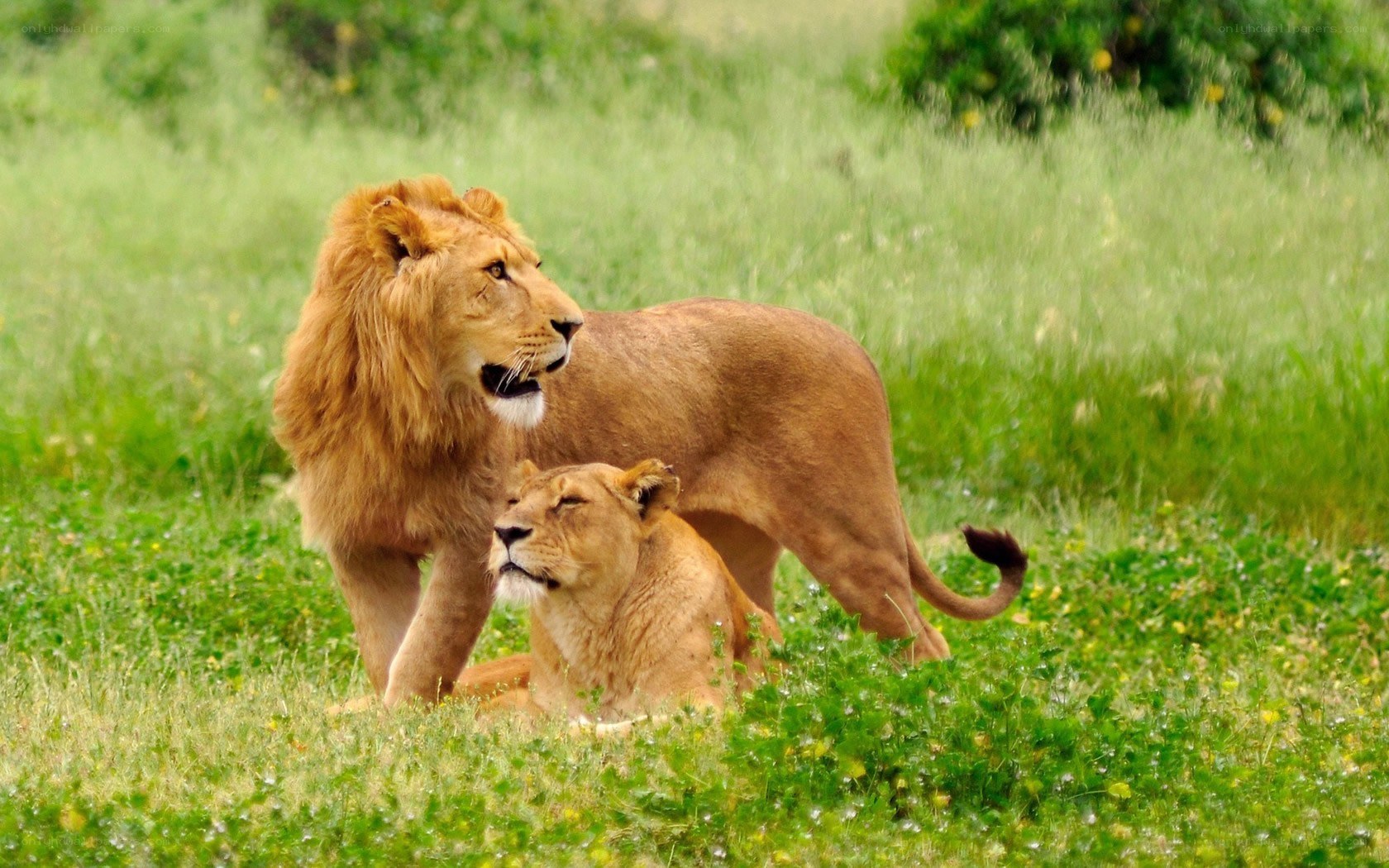 Lion and lioness in grass