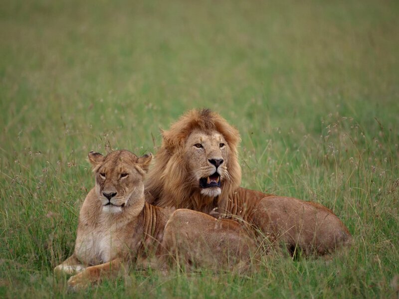 Lion and Lioness in Grass — Brown