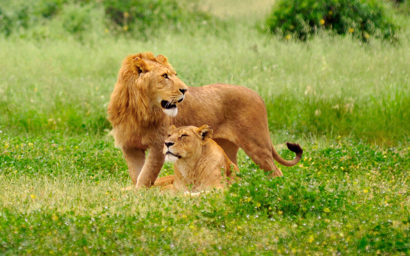 Lion and Lioness in Grass — Green, Calm
