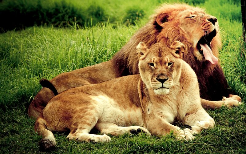 Lion and Lioness in Grass — Green