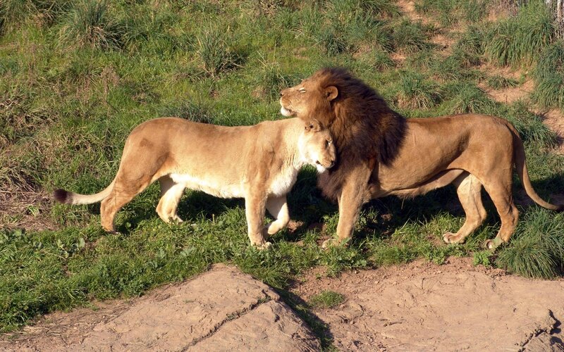 Lion and lioness in grass
