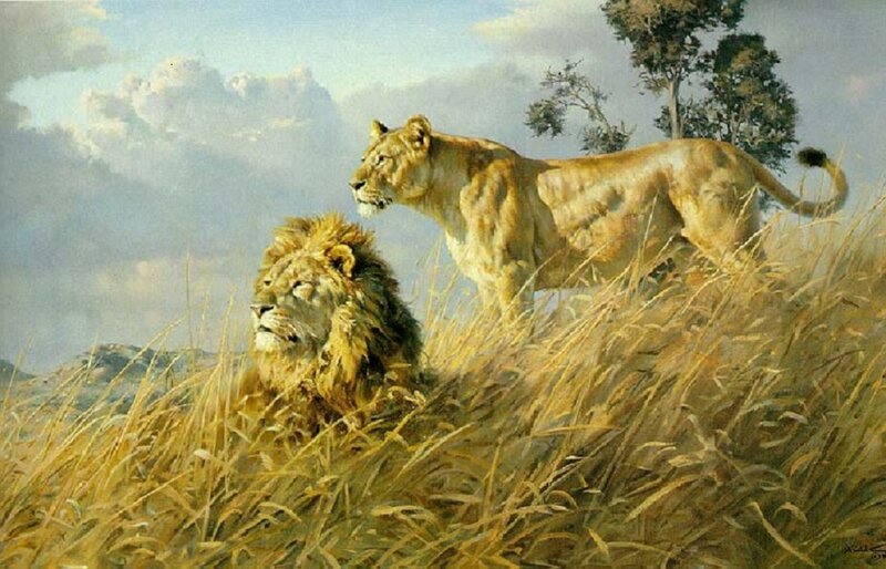 Lion and Lioness in Grass — Yellow
