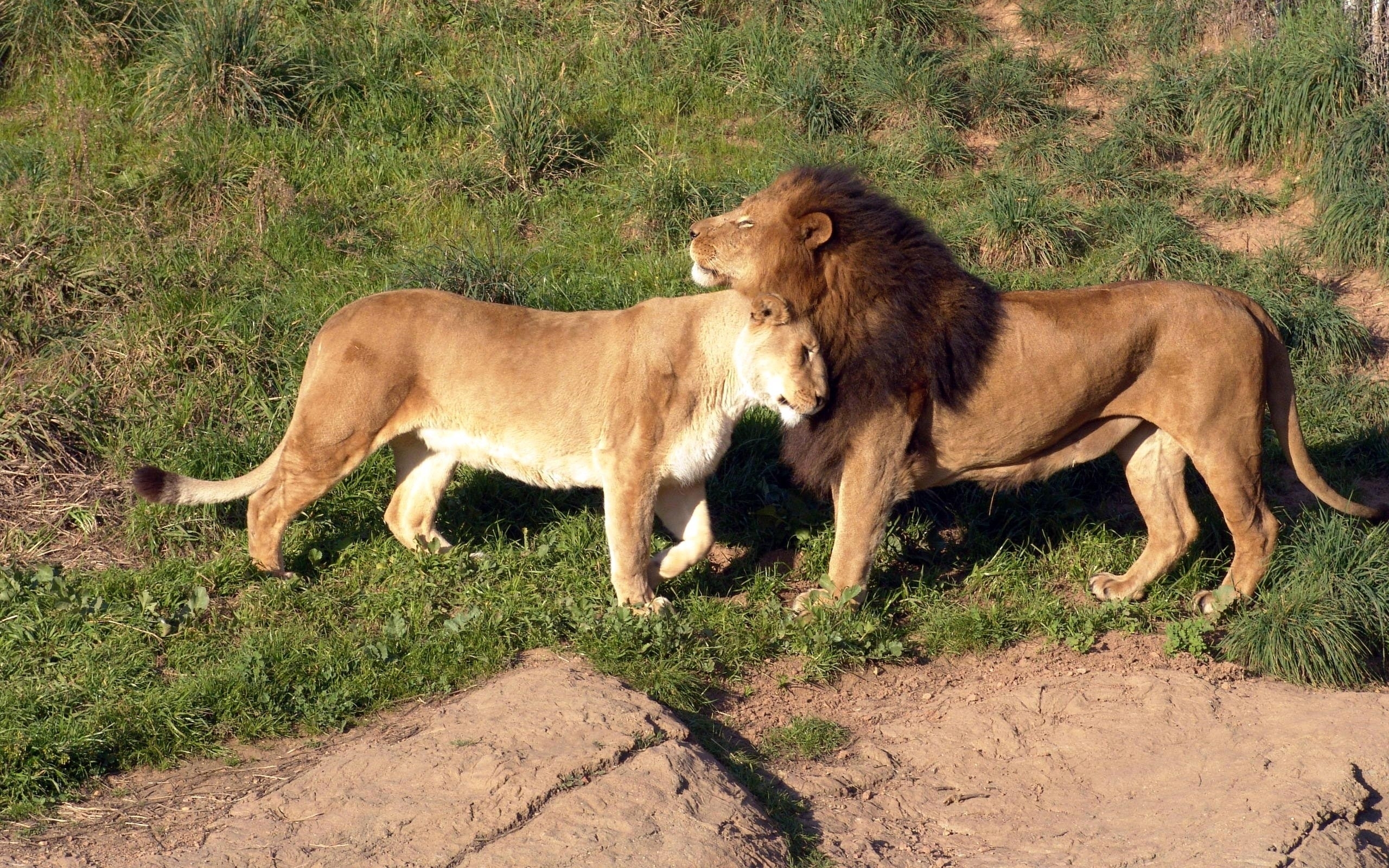Lion and lioness in grass
