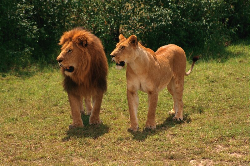 Lion and lioness in grassland