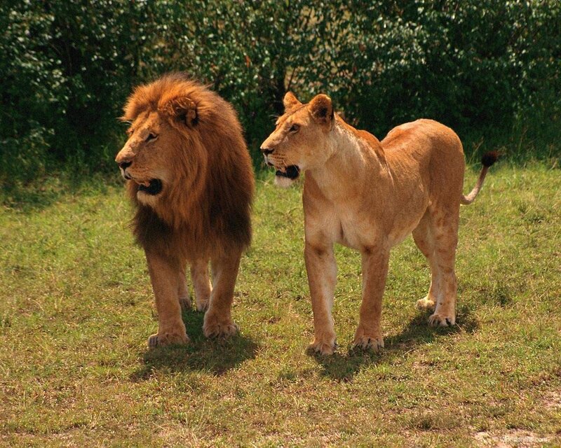 Lion and lioness in grassland