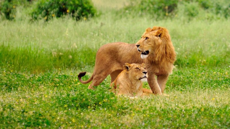 Lion and lioness in grassland