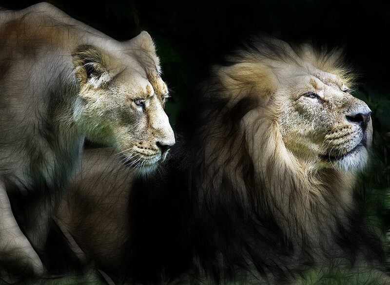 Lion and lioness in profile