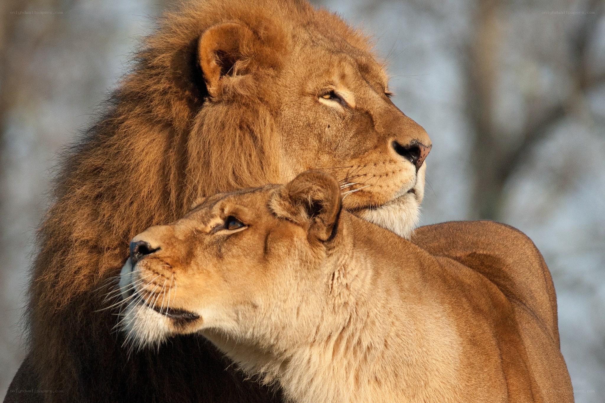Lion and lioness in profile