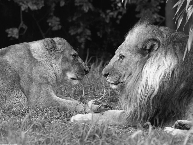 Lion and lioness in quiet moment