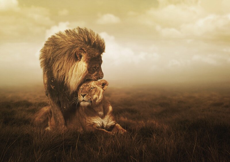 Lion and lioness in savanna