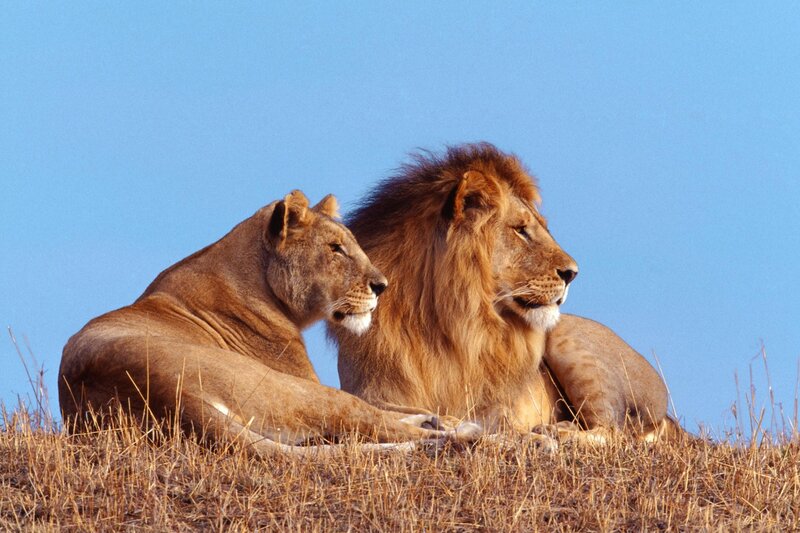 Lion and lioness in savanna