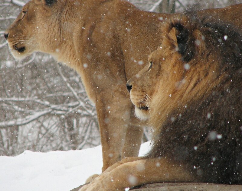 Lion and Lioness in Snow — Brown, Calm