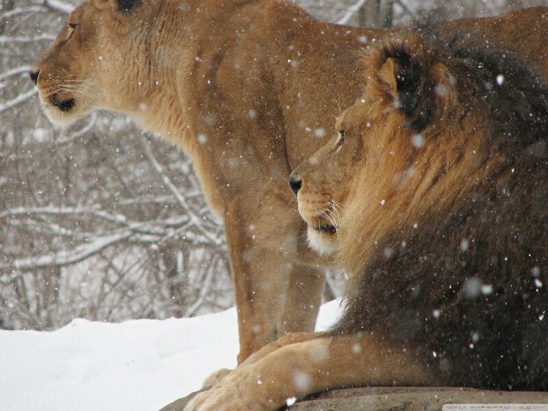 Lion and Lioness in Snow — Brown, Calm, Winter