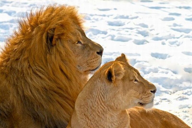 Lion and Lioness in Snow — Brown