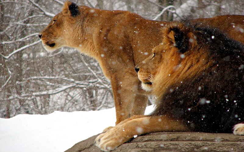 Lion and Lioness in Snow