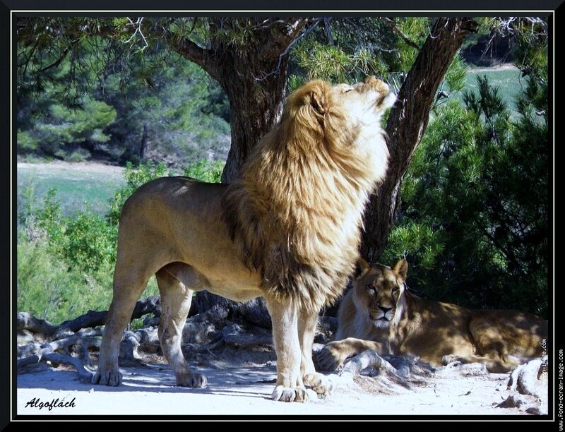 Lion and lioness in the wild