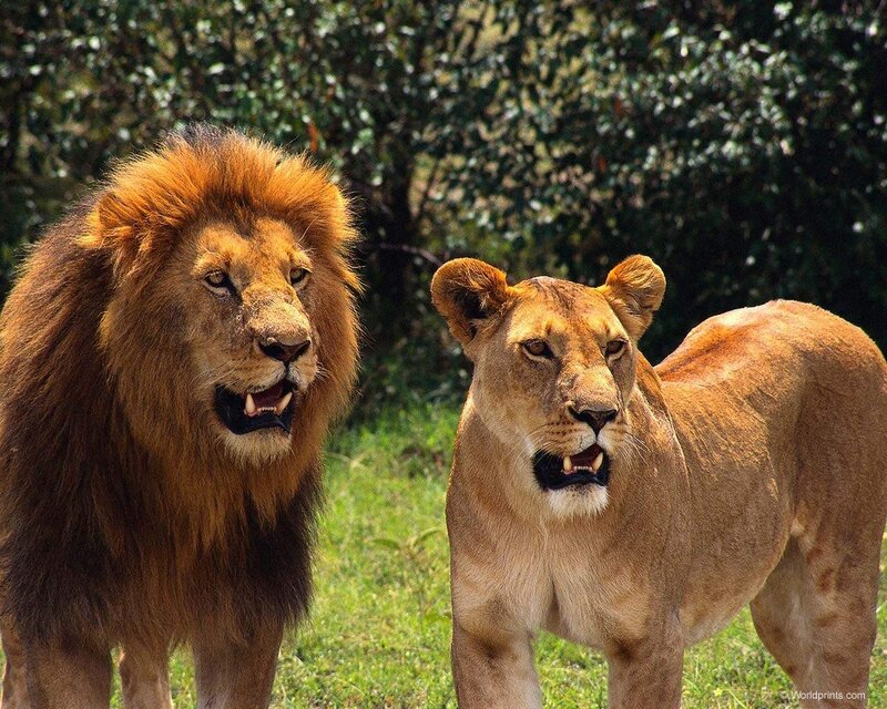Lion and lioness in the wild