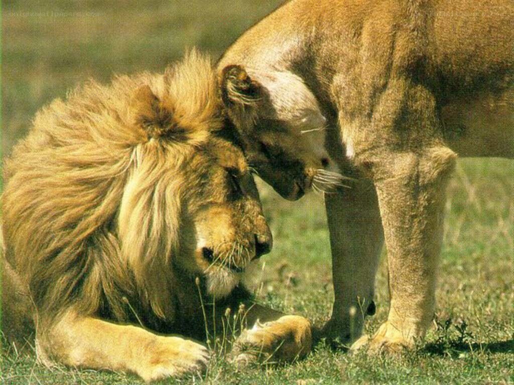 Lion and lioness interacting