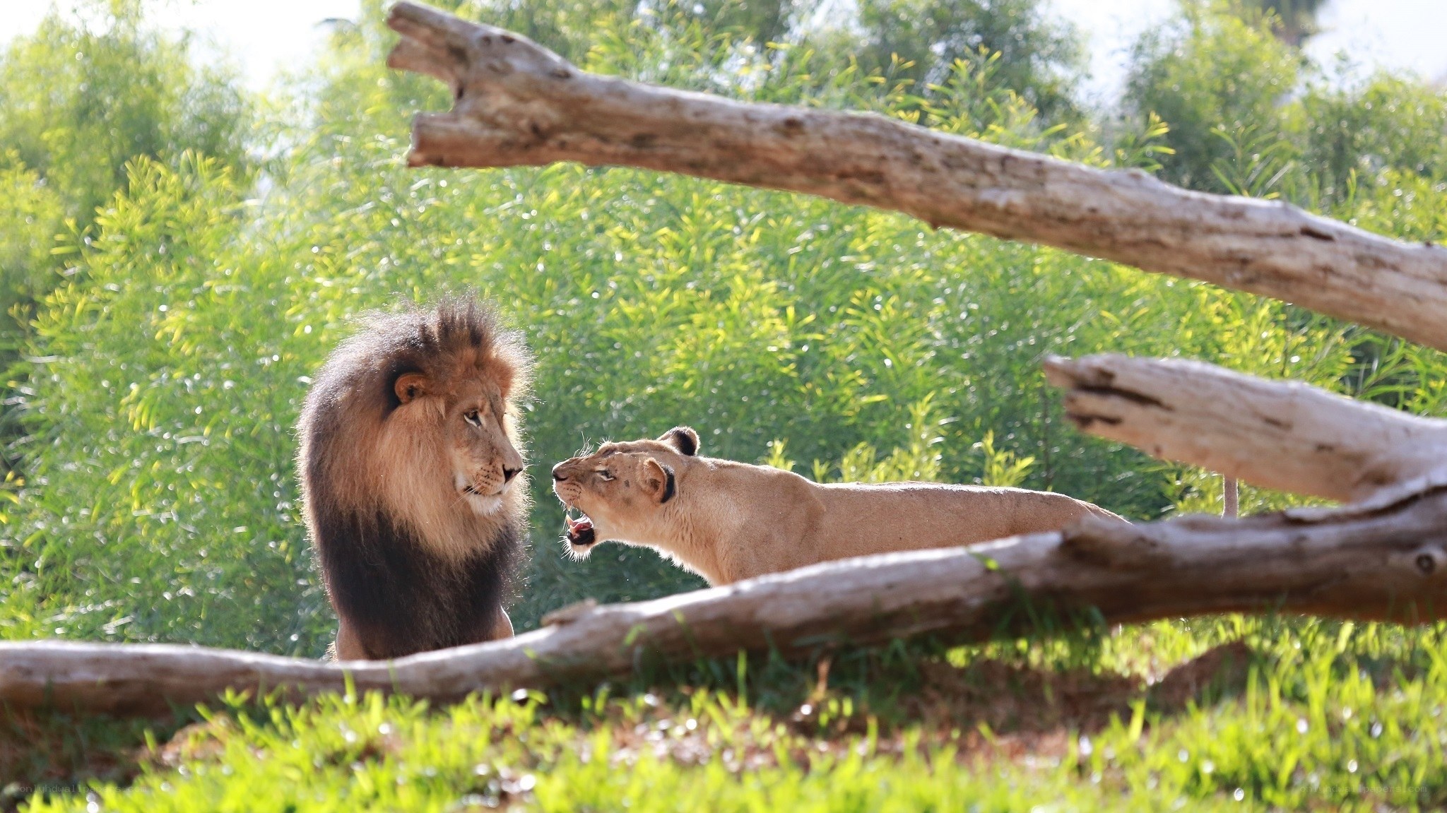 Lion and lioness interacting