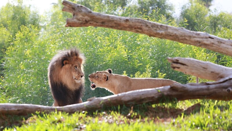 Lion and Lioness Interaction