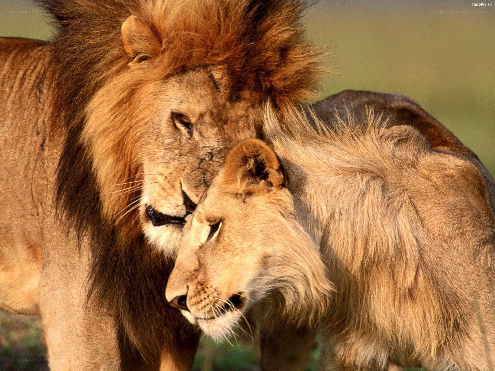 Lion and lioness nuzzling