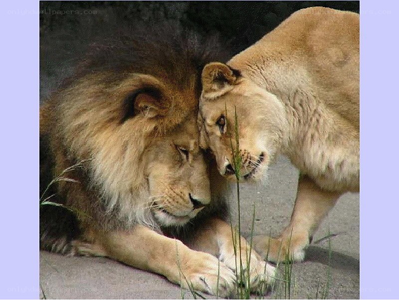 Lion and lioness nuzzling