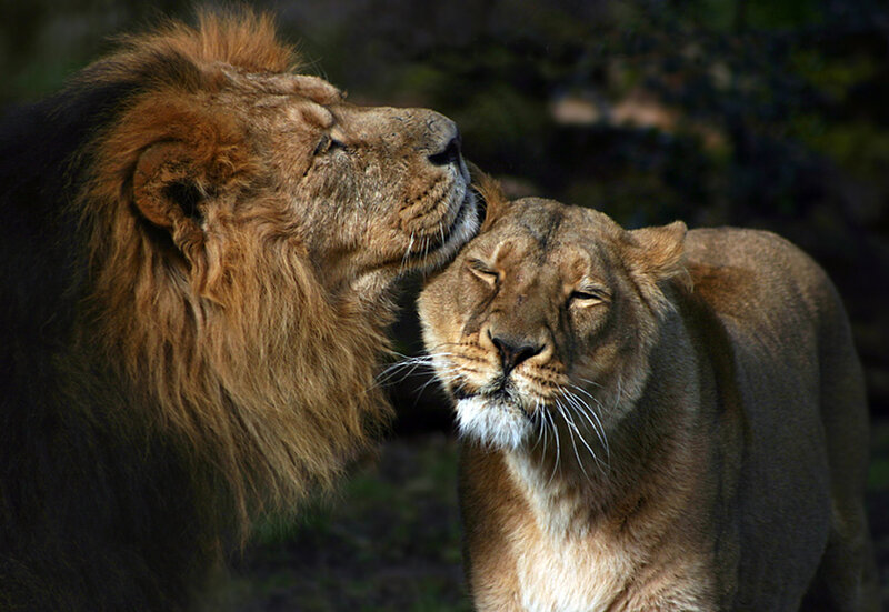 Lion and lioness nuzzling