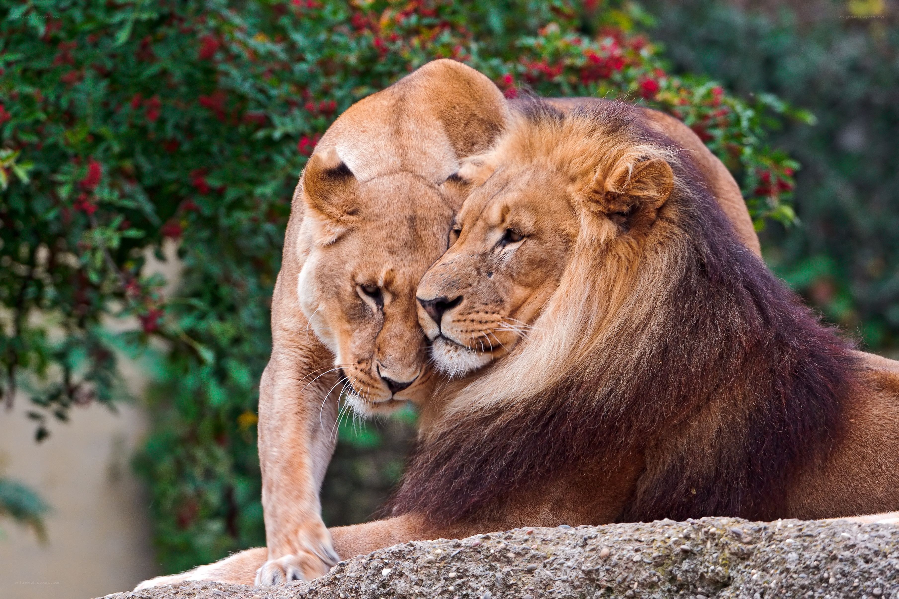 Lion and lioness nuzzling