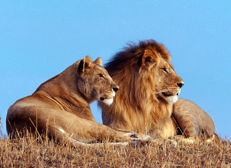 Lion and lioness on a hill