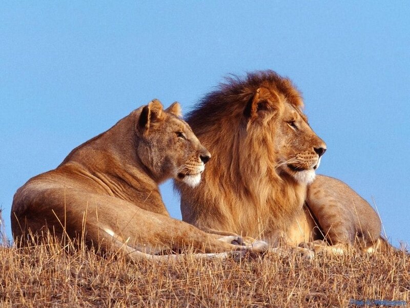 Lion and lioness on a hill