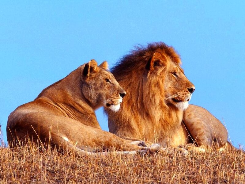 Lion and lioness on a hill