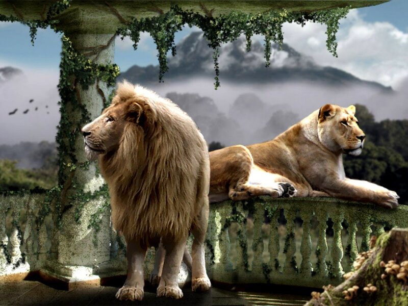 Lion and Lioness on Balcony