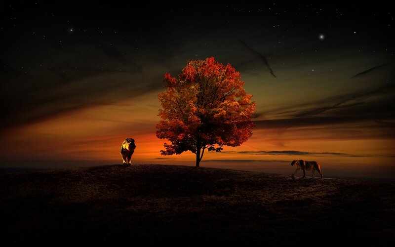 Lion and Lioness on Hill