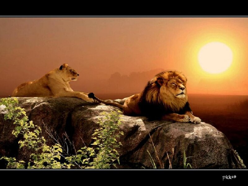 Lion and Lioness on Rock — Orange