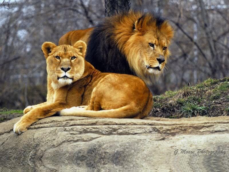 Lion and Lioness on Rock