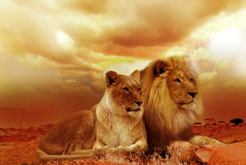 Lion and Lioness — Orange, Dramatic