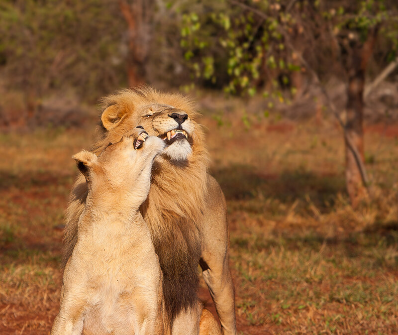 Lion and Lioness Playing