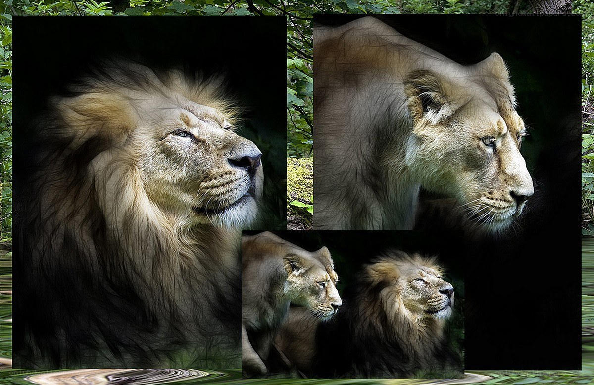 Lion and lioness portraits