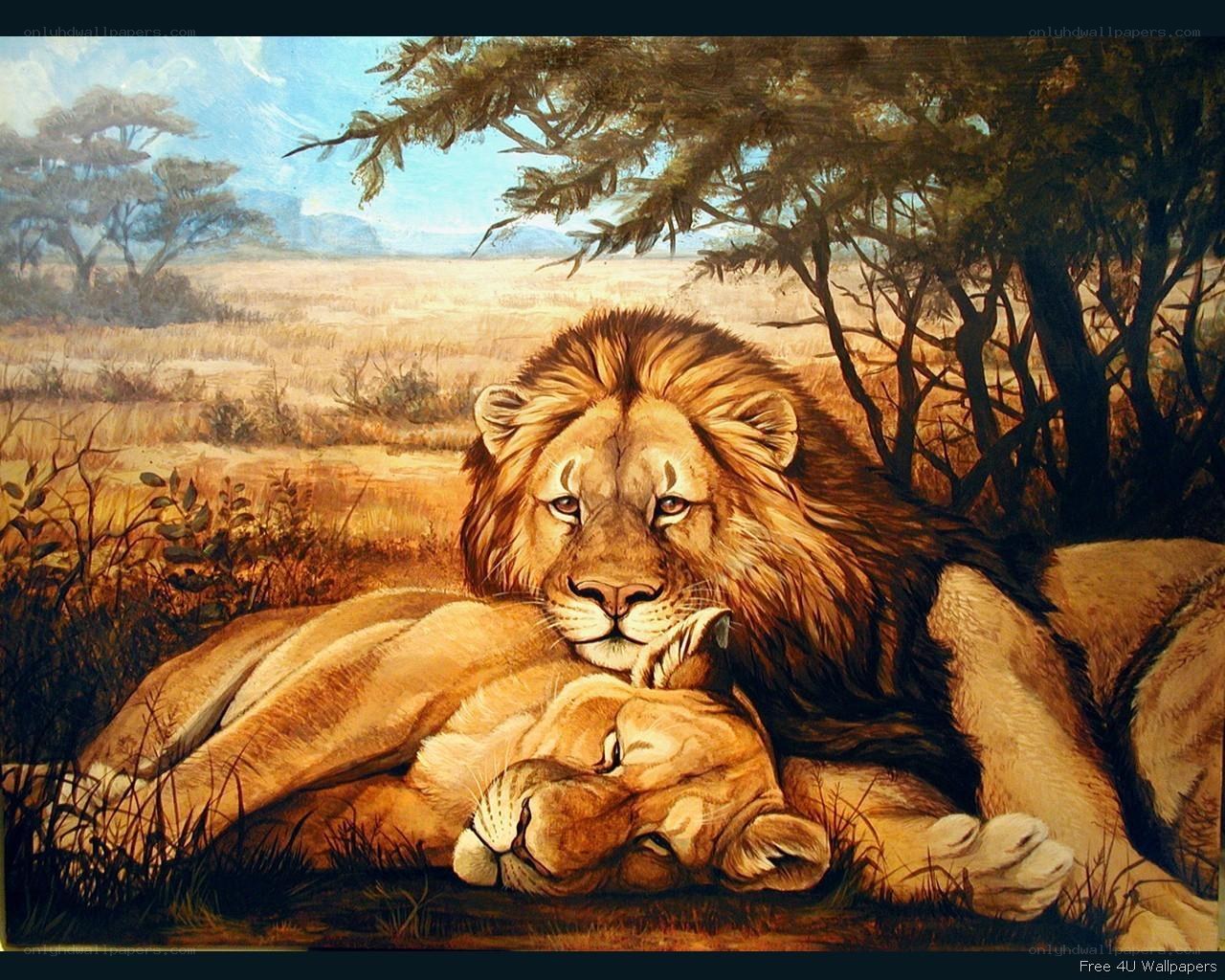 Lion and lioness resting