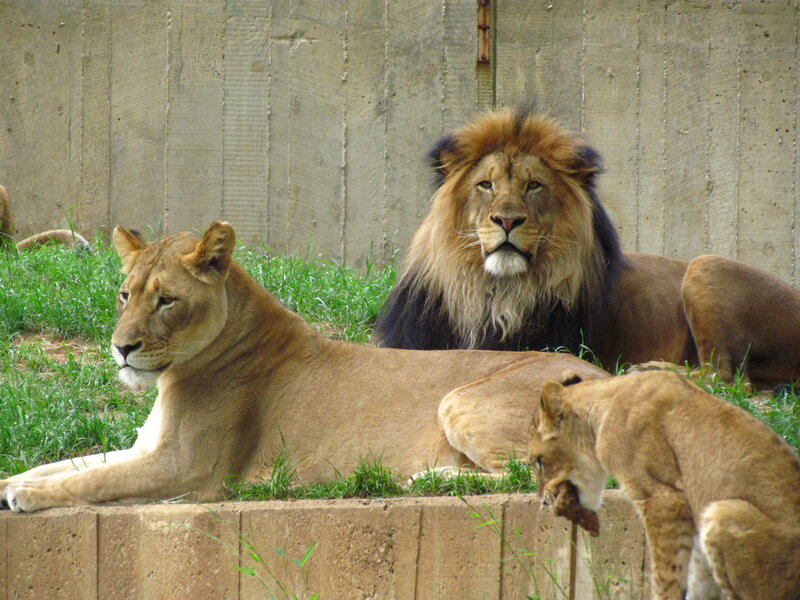 Lion and Lioness Resting — Brown, Calm, Afternoon