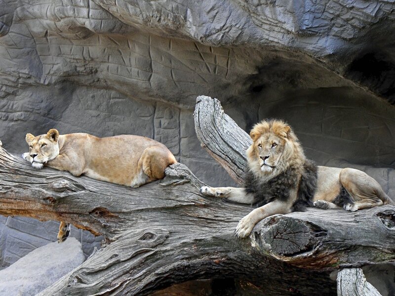 Lion and Lioness Resting — Brown, Calm, Photograph
