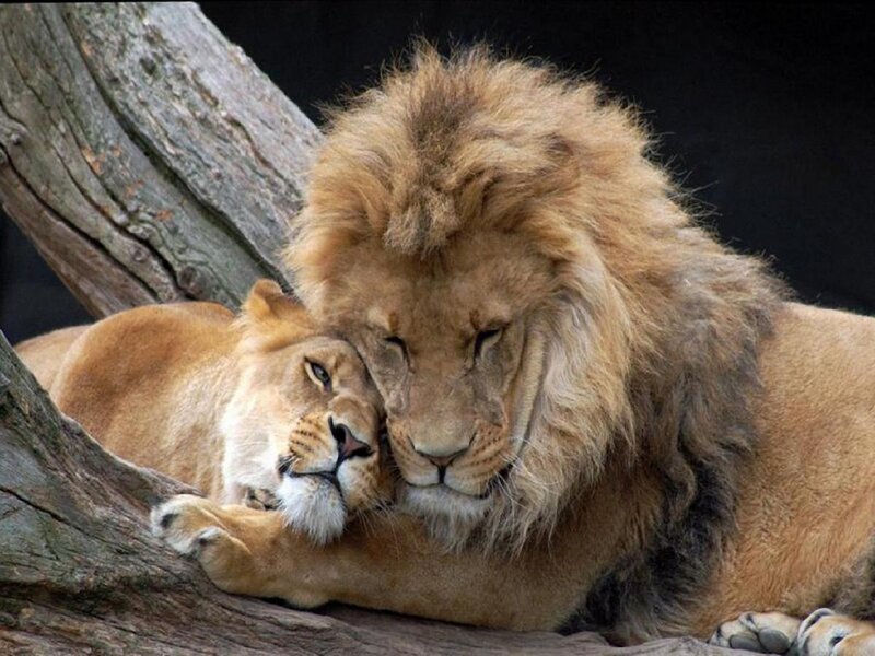 Lion and Lioness Resting — Brown, Calm, Photograph, Tree Trunk