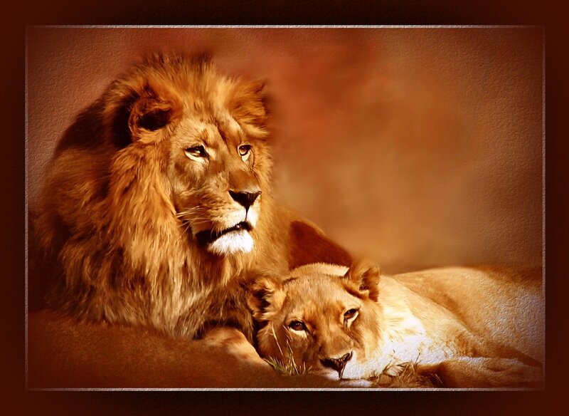 Lion and Lioness Resting — Brown, Calm, Sunset