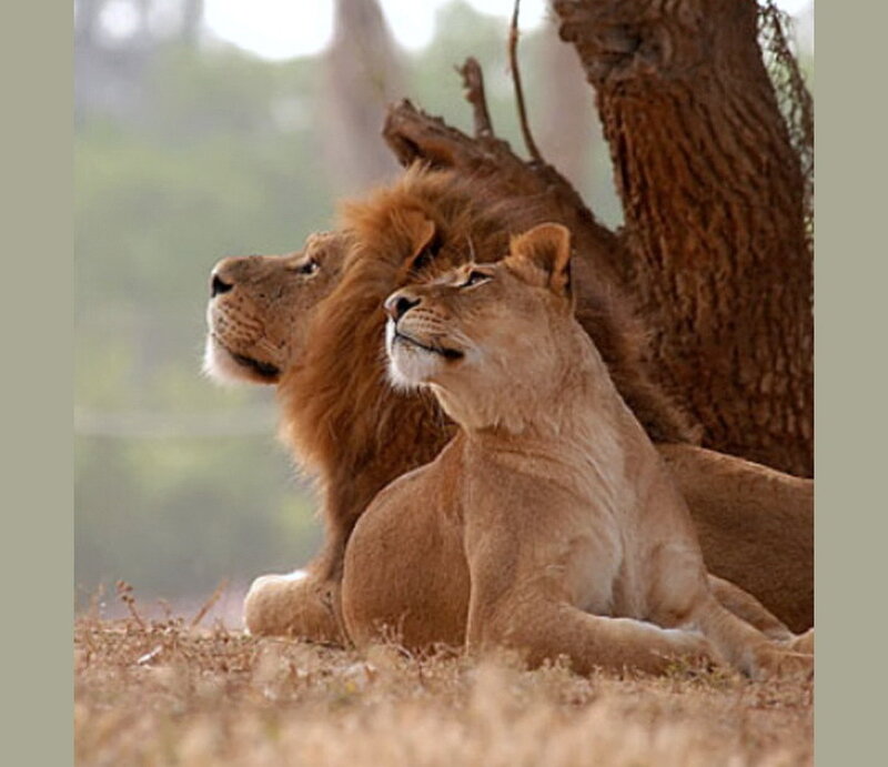 Lion and Lioness Resting — Brown, Calm