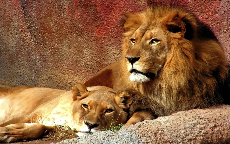 Lion and Lioness Resting — Brown