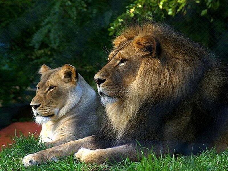 Lion and Lioness Resting — Green, Calm