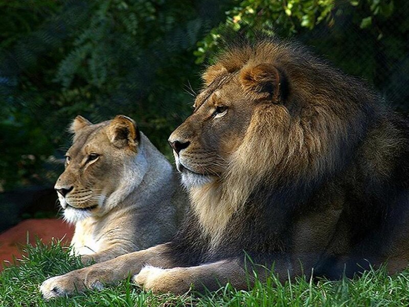 Lion and Lioness Resting — Green